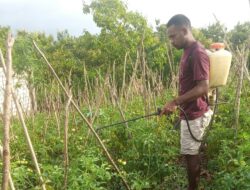 Sulit Cari Kerja, Banyak Lulusan Sarjana di NTT Banting Stir Jadi Petani