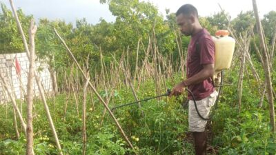 Sulit Cari Kerja, Banyak Lulusan Sarjana di NTT Banting Stir Jadi Petani