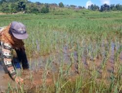 Terancam Gagal Panen, Petani di Mabar Minta Pertolongan Pemerintah