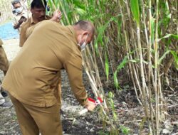 Panen Sorgum, Gubernur NTT Harap Kerjasama Lintas Sektor Ditingkatkan