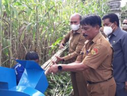 Gebrakan Karo George Hadjoh Sulap Lahan Tidur Jadi Lahan Produktif