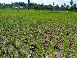 3.491 Ha Sawah di Malaka Rusak dan Kering Akibat Siklon Tropis Seroja