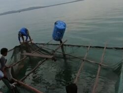 Telan Anggaran Rp7,8 Miliar, Budi Daya Ikan Kerapu di NTT Dinilai Gagal