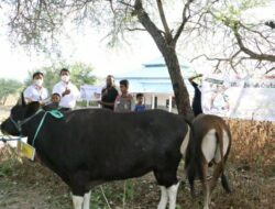 Ikatan Pegawai OJK Serahkan 18 Hewan Qurban untuk Warga NTT