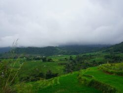 Nuansa Keindahan Sawah Lingko Tesem, Dijamin Bikin Nagih!