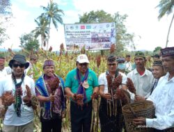 Bupati Matim Dorong Sorgum Jadi Alternatif Pangan Lokal