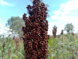 Tingkatkan Produktifitas Lahan Pertanian dengan Menanam Sorgum