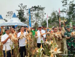 TJPS Sukses, Pemerintah Bersama Bank NTT Panen Jagung 4,5 Ton di Manggarai