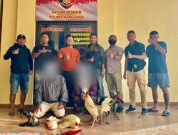 2 Pelaku Judi Sabung Ayam di Manggarai Ditangkap Polisi