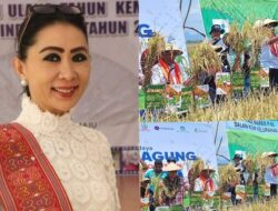 Petani di Kabupaten Kupang Panen Padi Hasil Bantuan Benih dari Bunda Julie