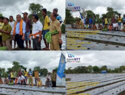 Akhirnya Sukses Setelah 5 Tahun Selalu Gagal, Petani Tomat di Belu: Terima Kasih Bank NTT!