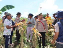 Kapolres Lembata Hadiri Panen Perdana Jagung Program TJPS Pola Kemitraan Pemprov dan Bank NTT