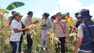 Kapolres Lembata Hadiri Panen Perdana Jagung Program TJPS Pola Kemitraan Pemprov dan Bank NTT