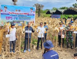 Gubernur VBL Panen Jagung, Petani Terima Puluhan Juta Rupiah di Tabungan Bank NTT