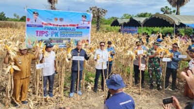 Gubernur VBL Panen Jagung, Petani Terima Puluhan Juta Rupiah di Tabungan Bank NTT