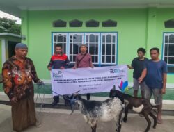 PLN Serahkan Bantuan Hewan Qurban 19 Sapi dan 7 Kambing di NTT