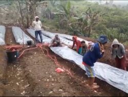 Bantuan CSR PLN, 14 Kelompok Hortikultura di Poco Leok Sukses Dibentuk