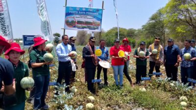 Bupati David Juandi Panen Aneka Hortikultura Milik Sejumlah Poktan Mitra Bank NTT di TTU