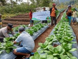 Panen Aneka Sayuran, Petani Poco Leok: Terima Kasih PLN