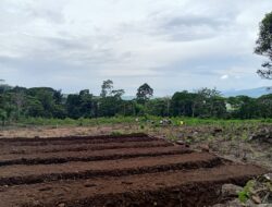 PLN Sukses Sulap Lahan Kosong Milik Warga Wewo Jadi Kebun Sayur
