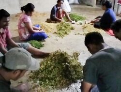 Dekat dengan PLTP Ulumbu, Produktivitas Petani Cengkeh di Desa Wewo Tetap Optimal