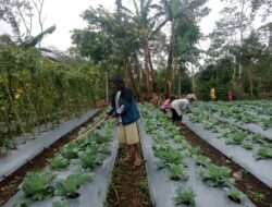 PLN UIP Nusra Kawal Keberlanjutan Program Hortikultura di Wilayah Pengembangan PLTP Ulumbu
