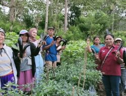 Kelompok Tani Poco Leok Binaan PLN UIP Nusra Kembali Panen Sayur Hasil Budidaya Hortikultura