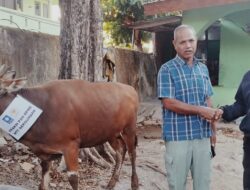 Fraksi PAN DPRD NTT Serahkan Hewan Kurban di Masjid Raya Nurussa’adah Kota Kupang