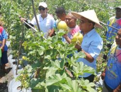 Undang Melki Hadiri Panen Perdana Melon, Petani di Kupang Titip Sejumlah Harapan