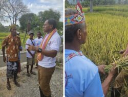 Petani TTS Undang Cawagub Johni Asadoma Panen Padi di Amanuban