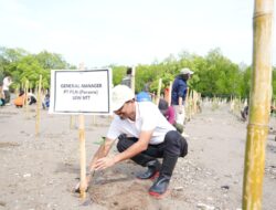 PLN dan BBKSDA NTT Tanam 50.000 Pohon Mangorove Di Desa Tanah Merah Kabupaten Kupang