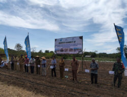 Bank NTT Jadi Sponsor Utama Tanam Perdana Hortikultura untuk Pasok MBG di Nagekeo