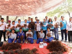 PLN UIP Nusra Dorong Peningkatan Produksi Rumput Laut, Lewat Metode Seleksi Varietas di Lifuleo
