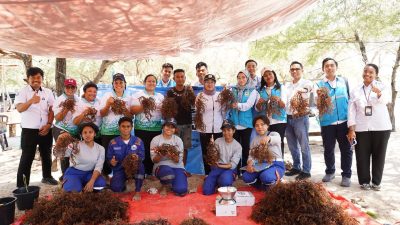 PLN UIP Nusra Dorong Peningkatan Produksi Rumput Laut, Lewat Metode Seleksi Varietas di Lifuleo