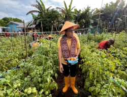 OSOP Nyata, Gubernur NTT Panen Tomat di SMANSA Amarasi, Tekankan Pentingnya Konsistensi