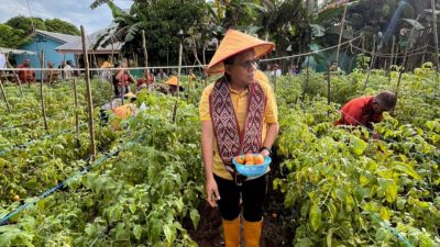 OSOP Nyata, Gubernur NTT Panen Tomat di SMANSA Amarasi, Tekankan Pentingnya Konsistensi