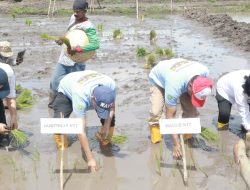 NTT Dukung Swasembada Pangan Berkelanjutan, Produksi Beras Meningkat 35 persen