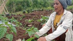 PLN UIP Nusra Perkuat Ketahanan Pangan Warga Tantong Lewat Program Holtikultura