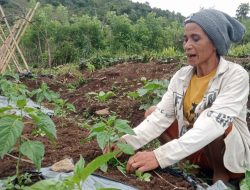 PLN UIP Nusra Perkuat Ketahanan Pangan Warga Tantong Lewat Program Holtikultura